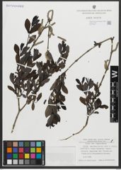 Foto von Salix amplexicaulis Bory
